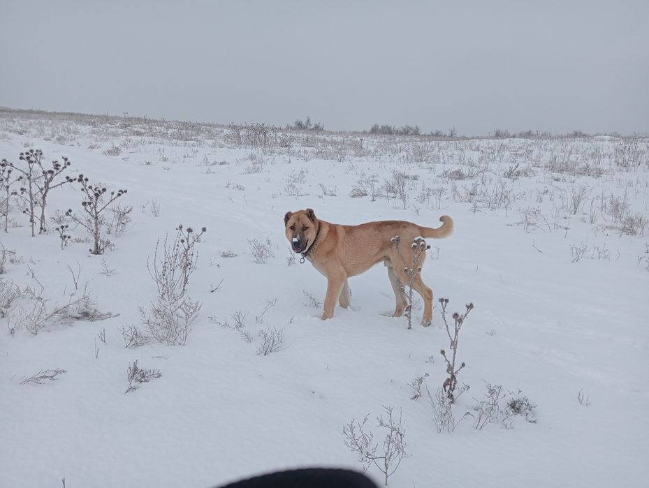 Продам    алабая