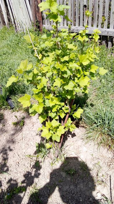 Смородина саженцы