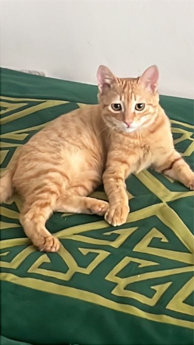 Рыжий кот, Сарыбай