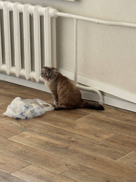 Отдам котенка вислоухого