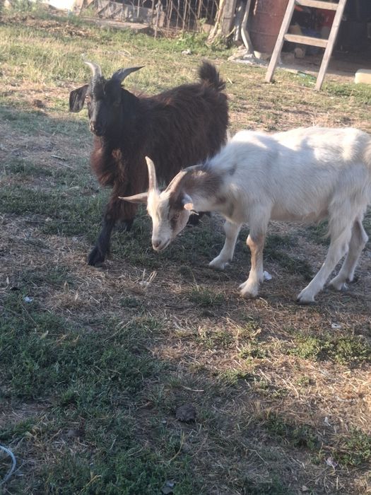 2 țapi de vanzare
