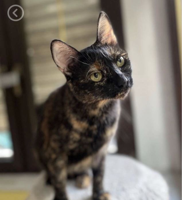 Женска костенуркова  котка търси дом