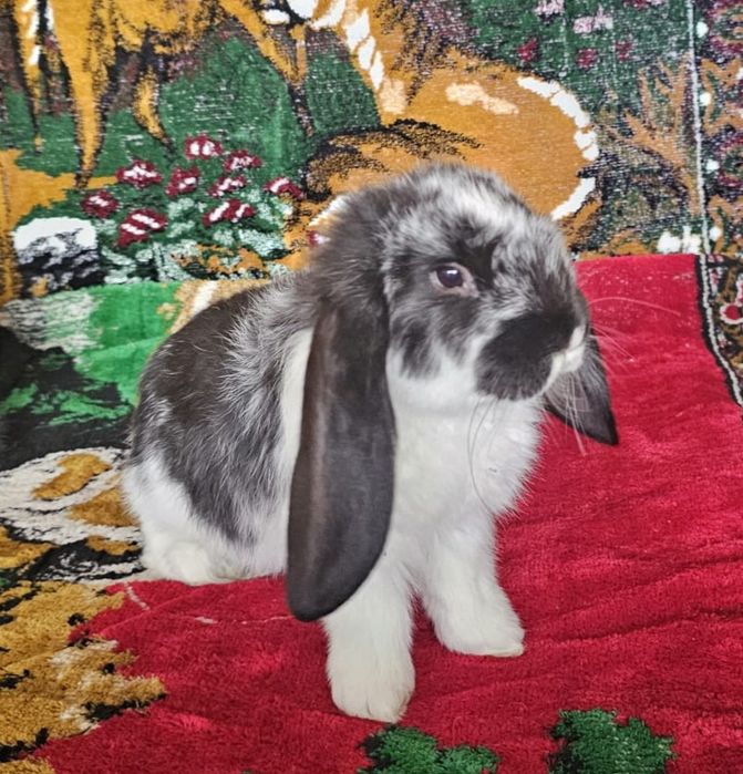 Masculi berbec german