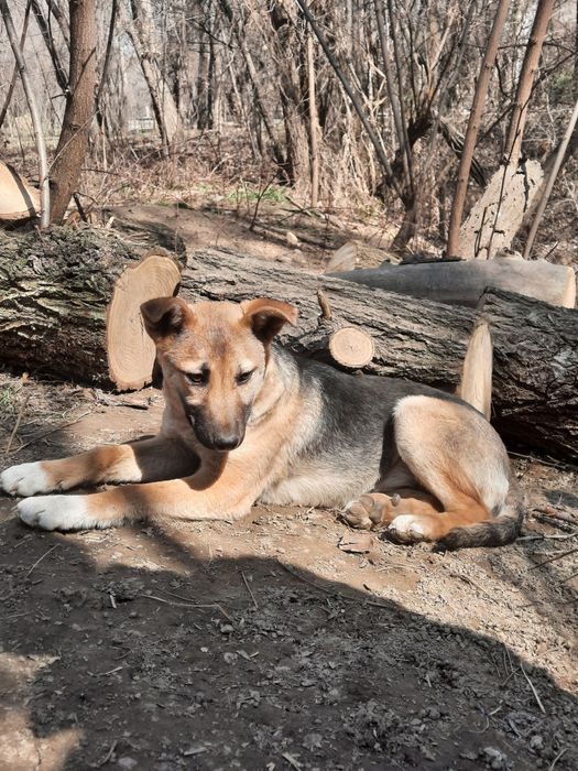 Отдаём щенка, бесплатно