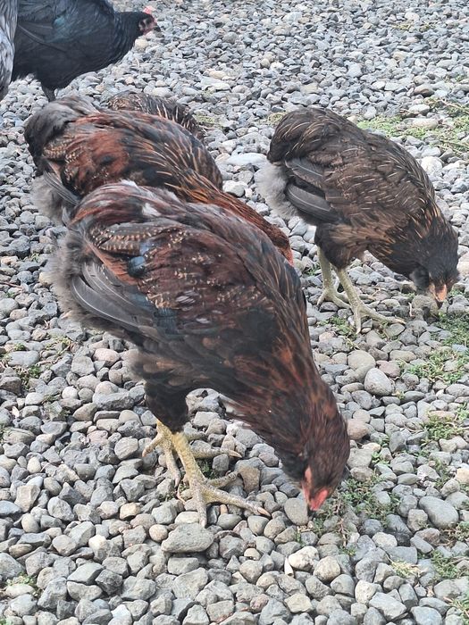 Cocosi araucana potârnichiu
