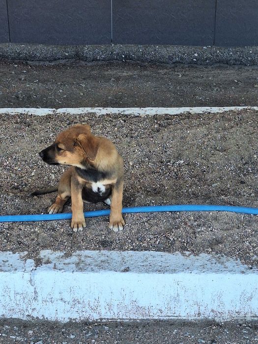В добрые любящие руки