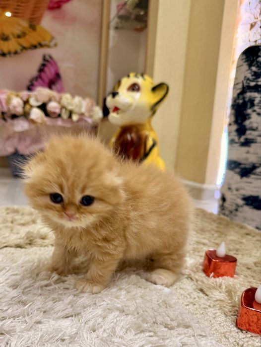 Шотланский Скоттиш Фолд!