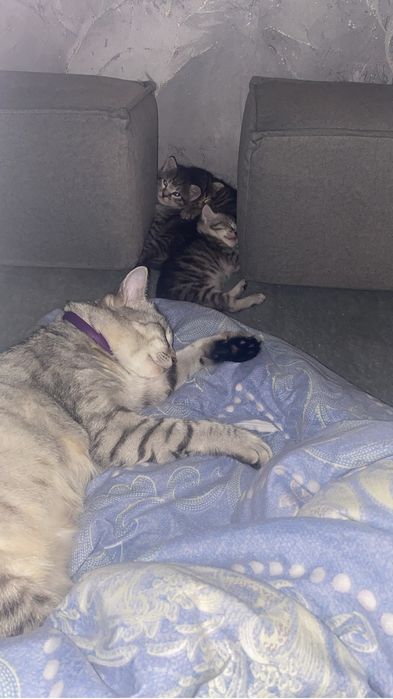 Котята в хорошие руки