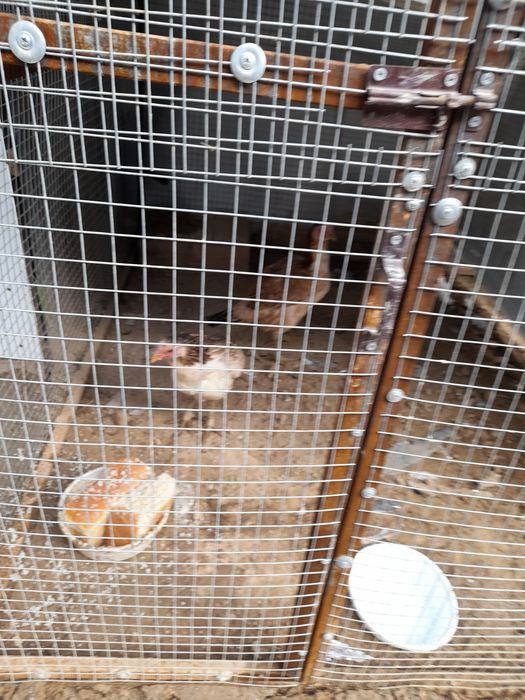 Boboqi Tovuq yirik 2 ta bor