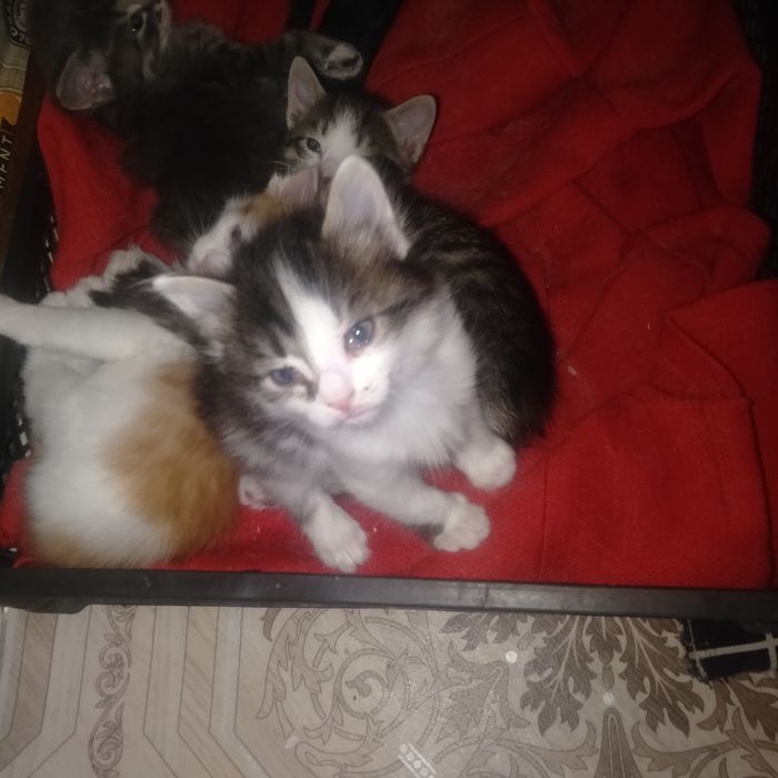 Срочно срочно отдам