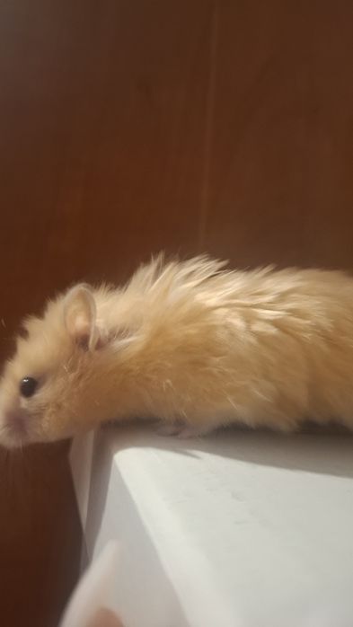 Hamsterii de vânzare