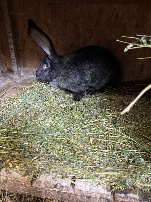 Vand 6 iepuri Uriasi Germani Negrii de un an