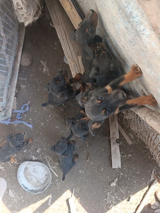 Ягдтерьер щенки 3 месяца