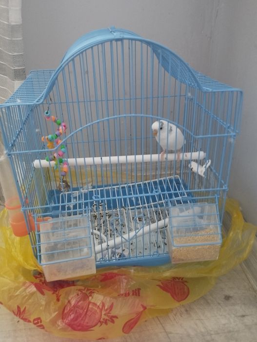 Попугай Птица бар.