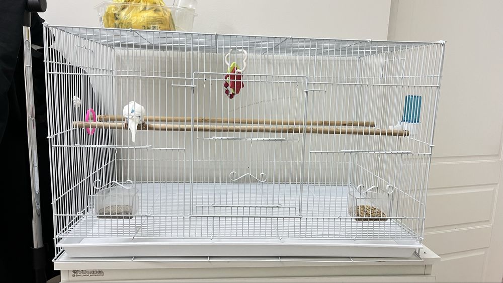 Продаем волнистого попугая Кузя