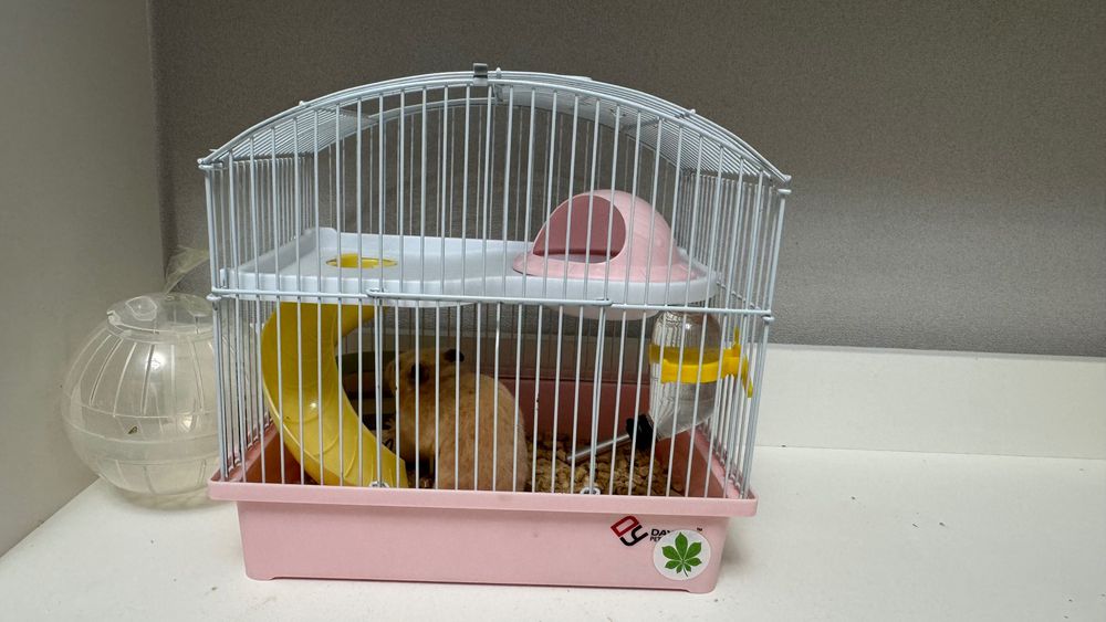 сирийский хомячок