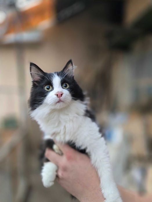 Котёнок, мальчик, 6 месяцев