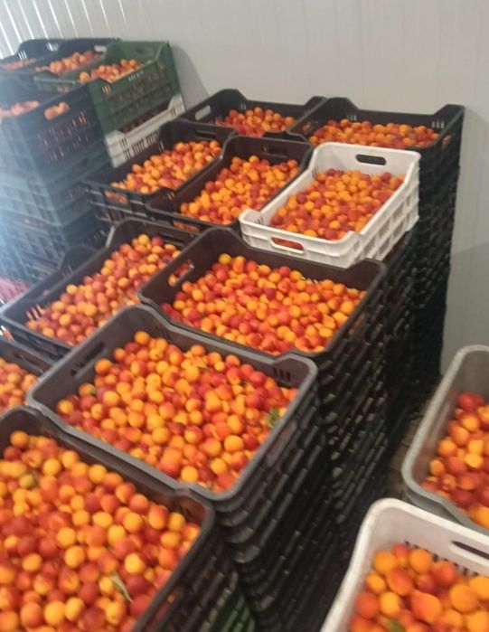 Caise pentru țuică – coapte, dulci și aromate