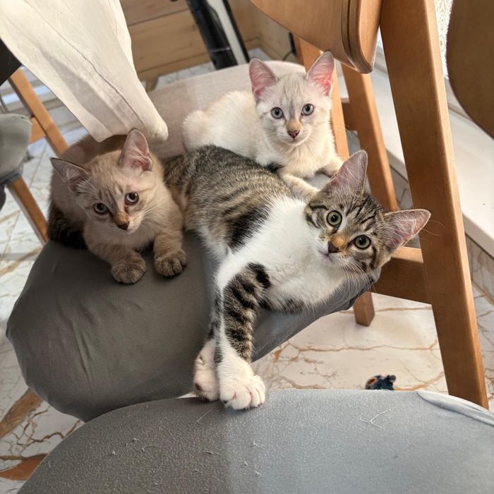 Продам котят 3 месяца
