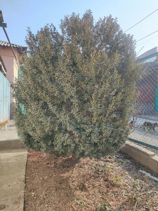 Самшит вечнозелёный