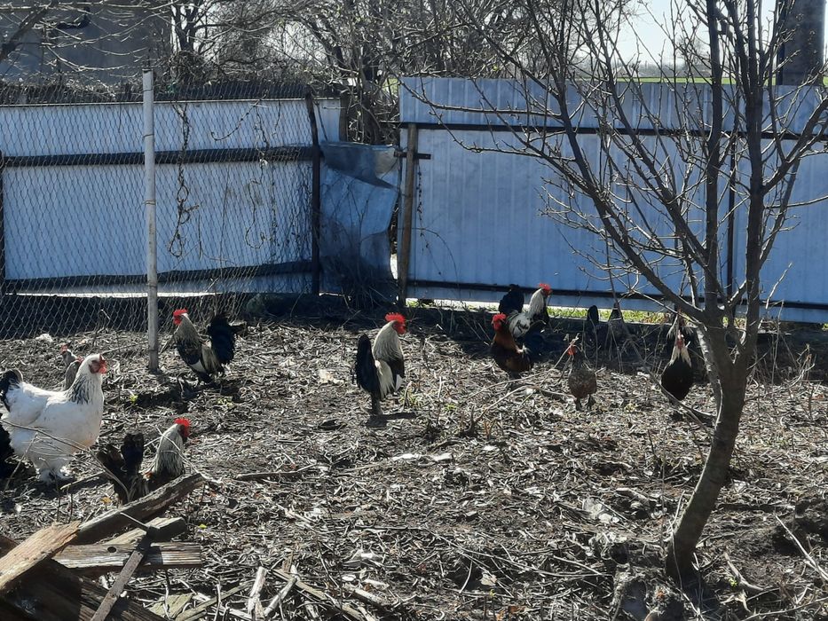 Vând cocoșei americani !