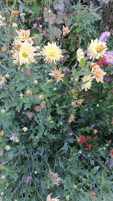 Хризантемы на срезку