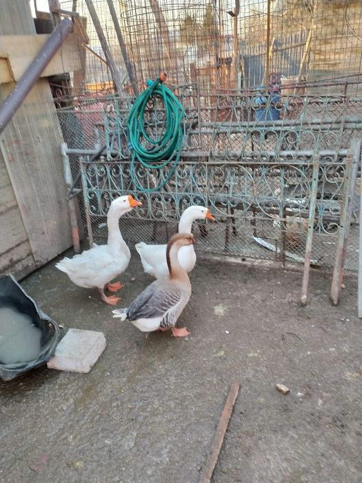 de vânzare gaste lesesti