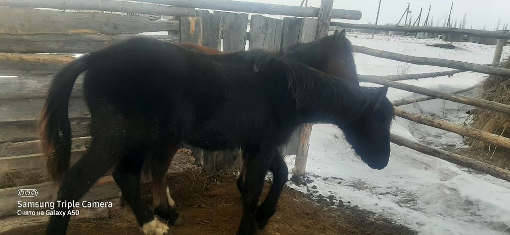 Обмен тайчиков на Крс или на лошадь