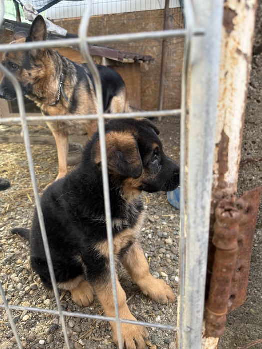 Vand pui Ciobanesc German