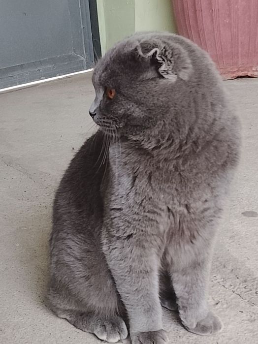 Srochna sotiladi erkak