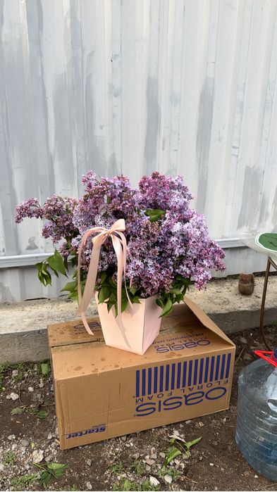 Сирень аррельская