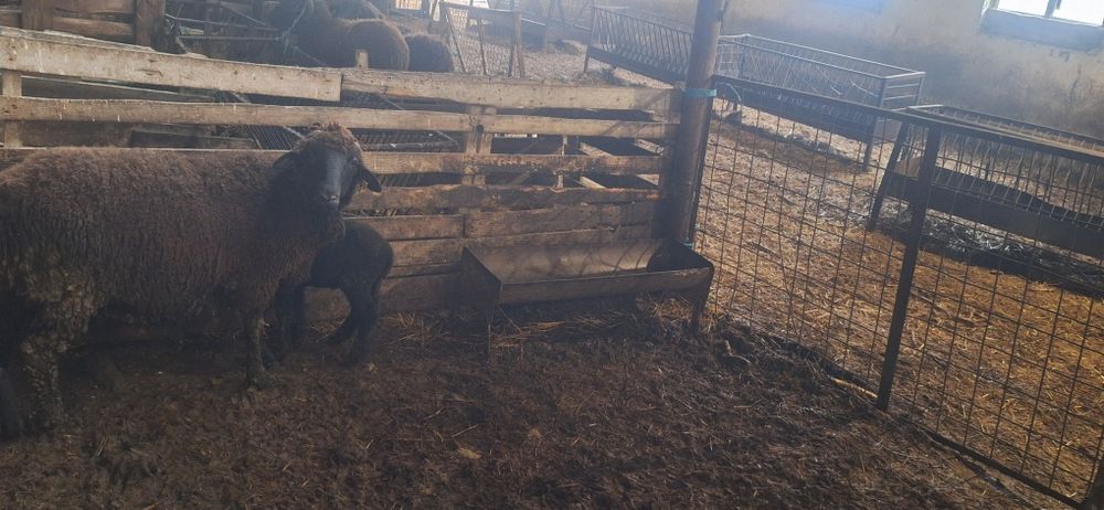 2 овце с по 1 агне и 10 бременни варненско