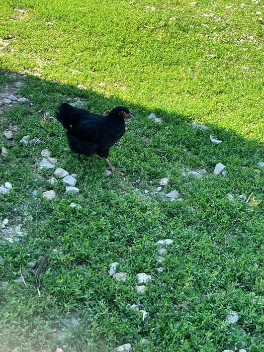 Vând două găini brahma si pui
