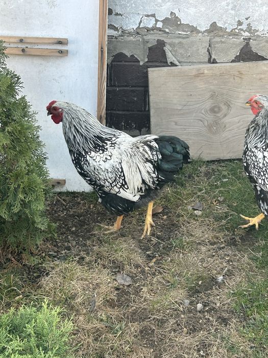 Виандот петух 5 месяцев