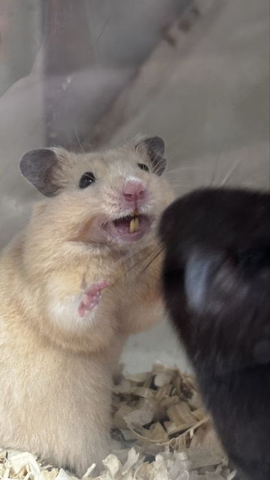 Сирийские хомяки