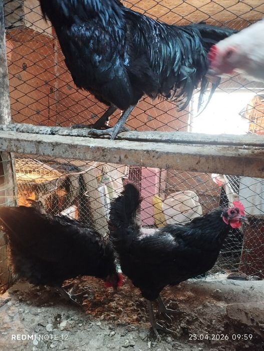 Яйцо для инкубатора