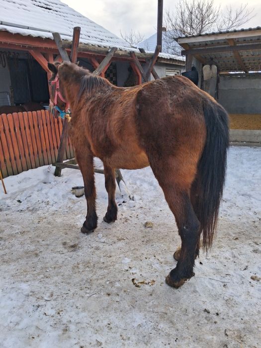 Vând iapa sau schimb