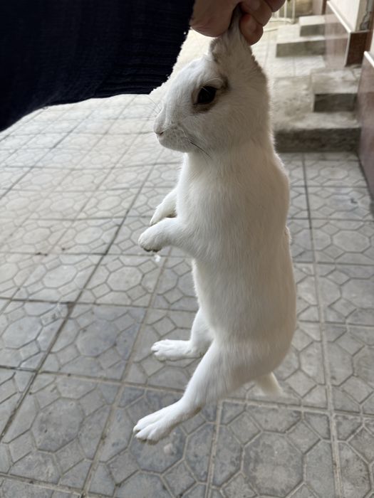 Сотилади  қуен тахминан  5-6  ойли