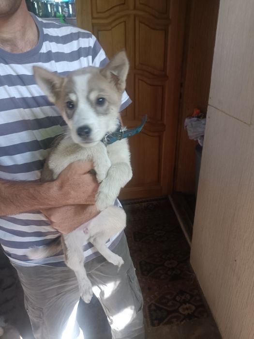 Отдам щенка даром