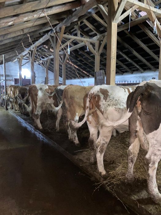 Vand 12 vaci de lapte