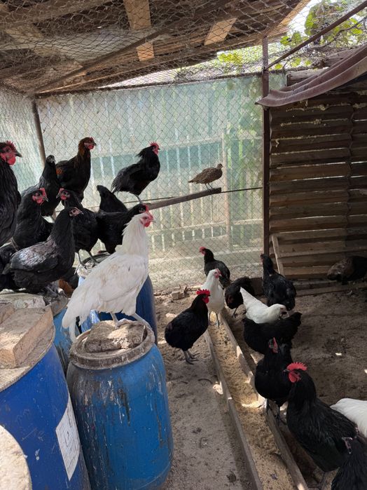 Cocosi australorp si pui prepelita polara gigant