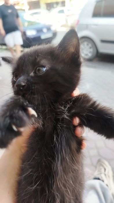Котята||бесплатно