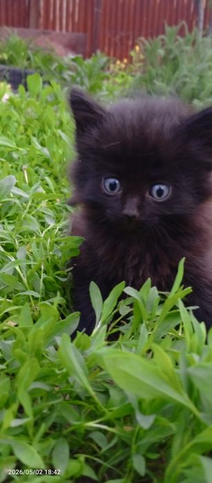 Очень красивые котята крысоловки