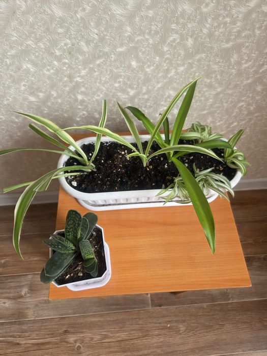 Хлорофитум,  гастерия