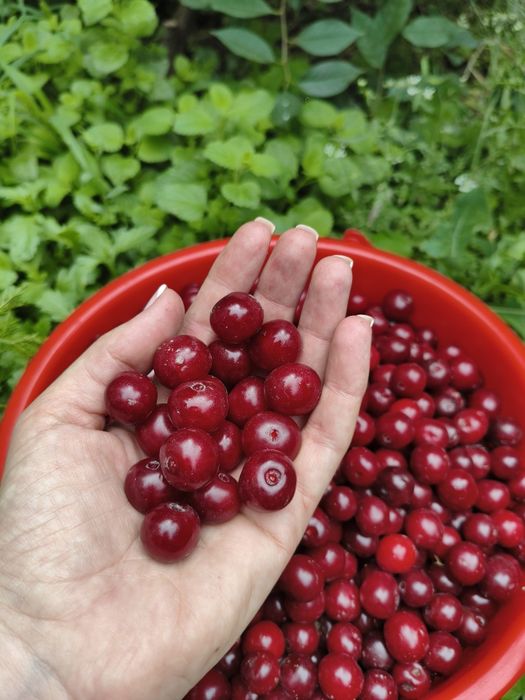 Продам вишню крупную