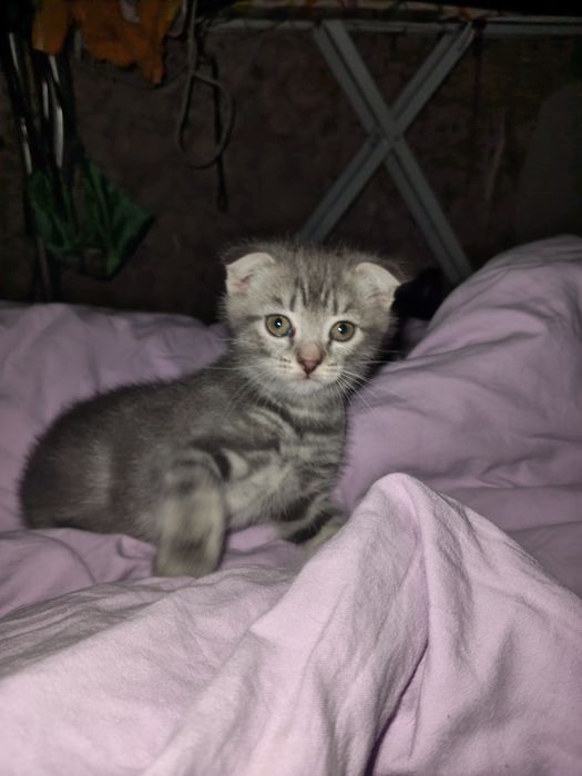Продам котят  шотландского котёнка скоттиш фолд