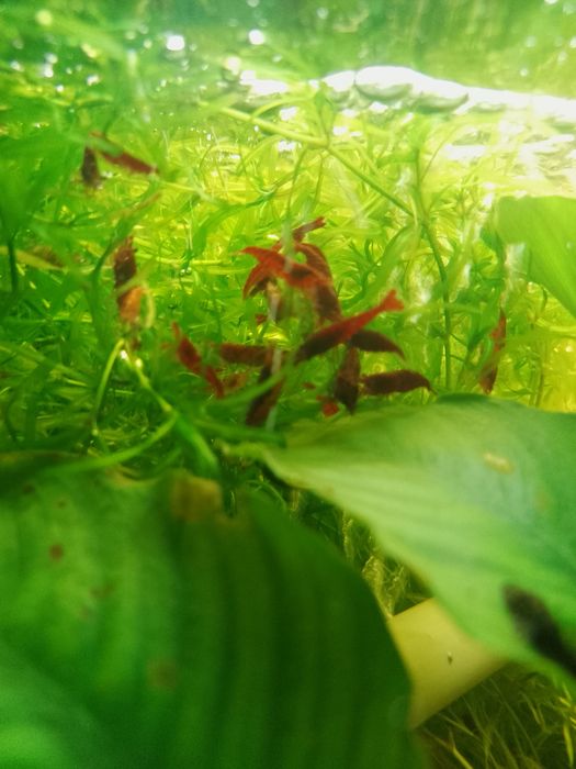 Creveti Blue Diamond, Red Sakura,transparenti,rcs,ancistrusi,m