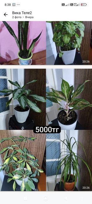 Продам домашние цветы