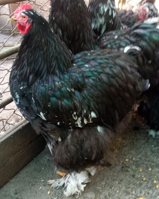 De vânzare Găini din rasa  Chochinchina uriașă