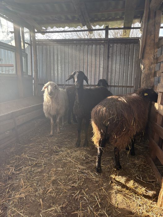 сойыска койлар сатылады